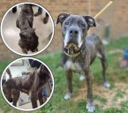 Piper’s Last Wish: Shelter Seeks Hospice For Dying Dog From Englewood With Heartbreaking Story