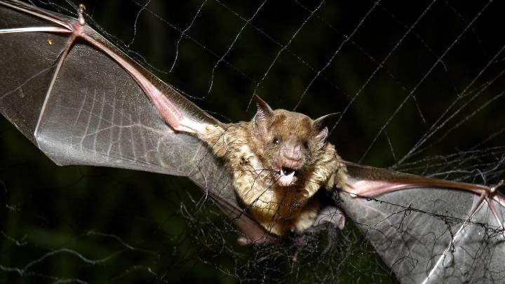 How tiny drones inspired by bats could save lives in dark and stormy conditions