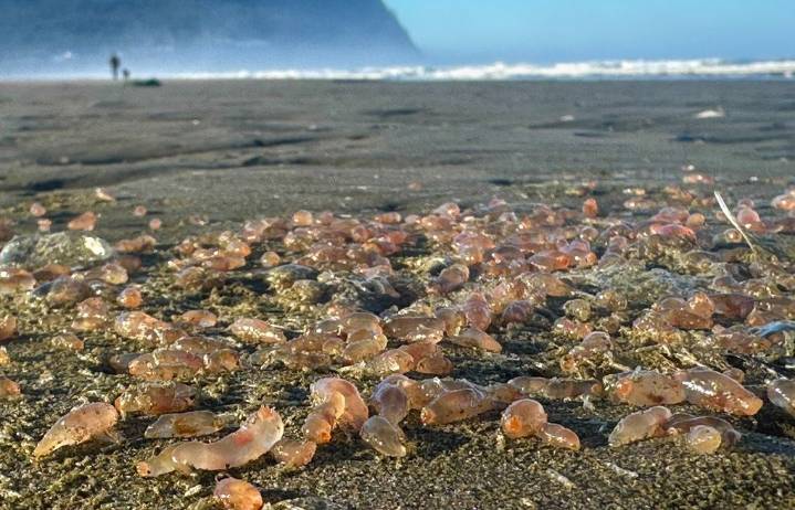 Sea cucumbers wash ashore by the thousands in coastal Oregon town
