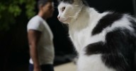 Cats might outnumber people on feline