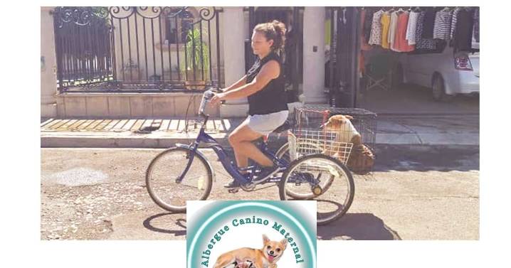 De camioneta a triciclo: la falta de transporte no los detiene; así es como Cunitas sigue rescatando perros en Ciudad Obregón
