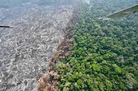 La deforestación mundial se desacelera, pero los bosques siguen bajo presión, según informe de la FAO