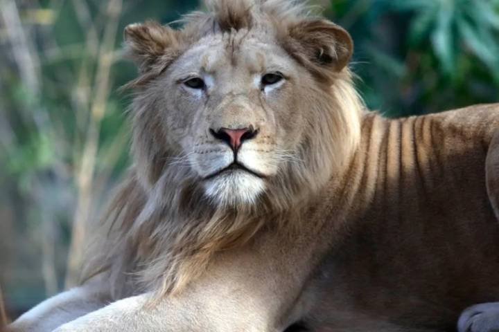 Operativo en el Zoo de Luján: evalúan el rescate de 60 leones y tigres