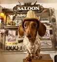'Four legs, fur, or feathers': Corinne City is looking for its first pet mayor