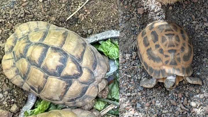 FOUND SAFE! | 2 endangered tortoises stolen from Indianapolis Zoo found in Pendleton park