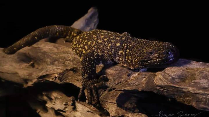 Capacitan en Cuautla sobre reptiles venenosos de importancia médica