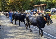 Carmona presume de sus vacas tudancas
