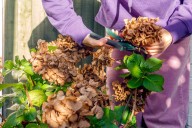 Why You Should Never Prune Hydrangeas in Fall