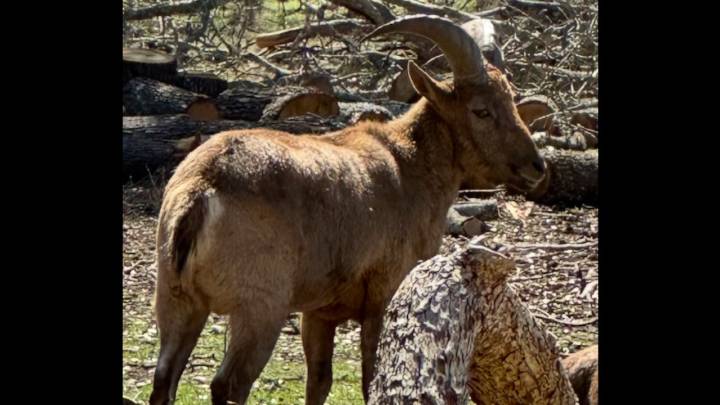 missing goat near Shippensburg, owner offering reward
