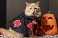 Sponsor spotlight: An evening of elegance and compassion — Purrfect Pals’ Black Cat Ball returns to Lynnwood
