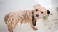 ¿Cómo cuidar el pelaje de un cachorro? La rutina, clave para su salud y bienestar