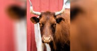 Sedgwick County Zoo says goodbye to beloved cow