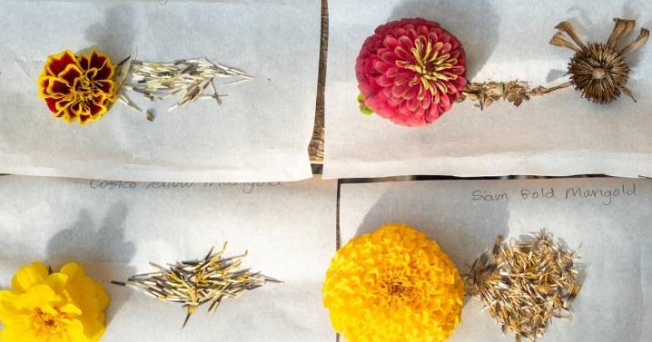 Now is the time for harvesting flower seeds