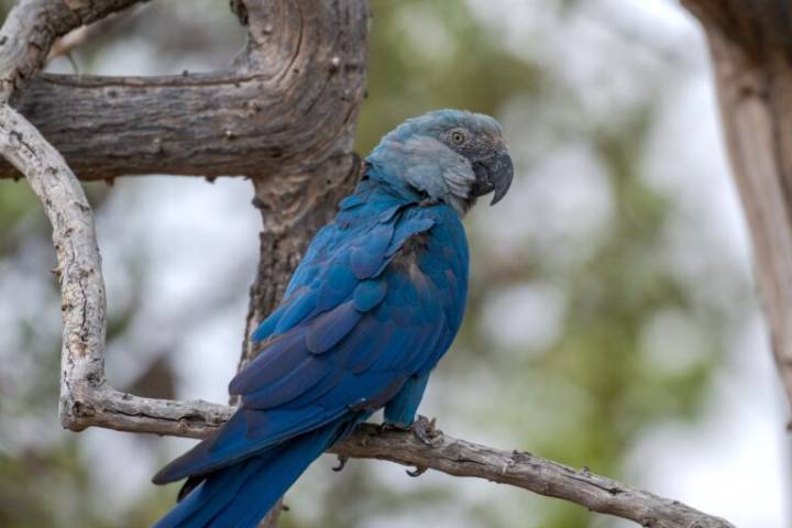 Virus outbreak deepens rift over return of Spix’s macaw to Brazil