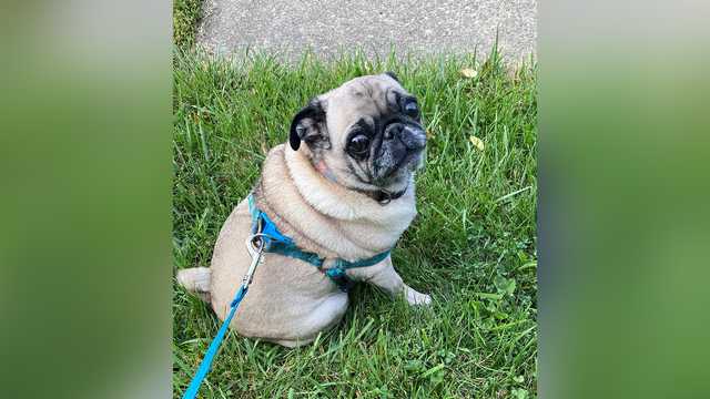 Butler man who killed pug of woman he met on dating app sentenced