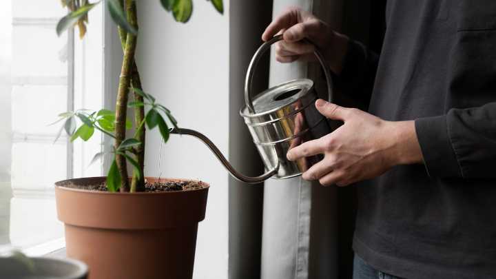Cómo mantener vivas las plantas en macetas durante todo el invierno: con un secreto sencillo