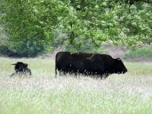 Poland reports outbreak of bluetongue disease in cattle, WOAH says