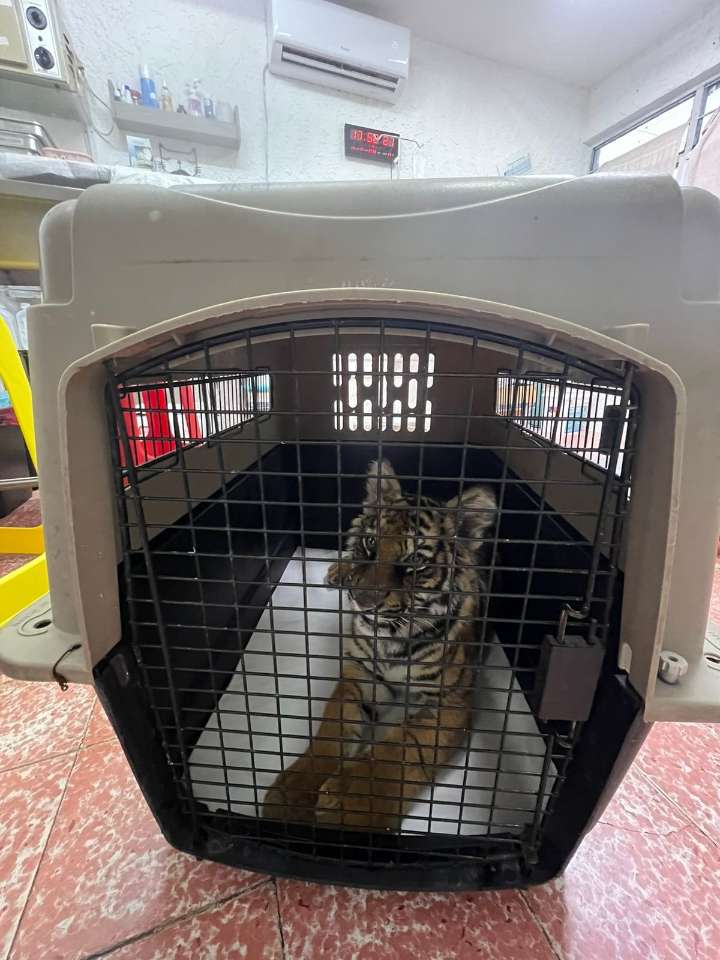 Resguarda Tlajomulco a cría de tigre asegurada por PROFEPA