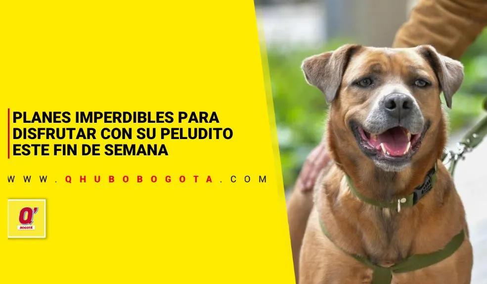 Planes imperdibles para disfrutar con su peludito este fin de semana
