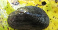 New species of mussel discovered in Randolph County NC