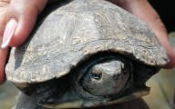 Tortuga casquito: una historia de resistencia
