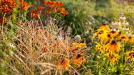 The White Perennial Built For Fall That Pollinators Can't Resist