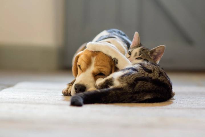 Free pet vaccine clinic to be held at South L.A. Animal Services Center