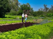 Cinturón verde: una invitación a pensar el desarrollo del sector hortícola de Concordia