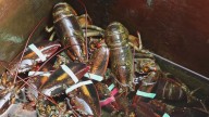 New report finds minimal overfishing of lobster in Gulf of Maine