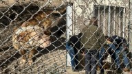 Alerta en Chihuahua por amenaza de matar perros y gatos