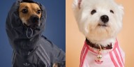 adidas Is Creating Streetwear for Pets Next