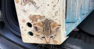 'FUR-TUNATE' FELINE: Kitten with head stuck in ladder rescued by St. Lucie County Fire District