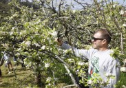 El Serida refuerza la lucha contra la vecería y los hongos con 20 variedades de manzana