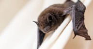 Marshall police: Rabid bat found in city
