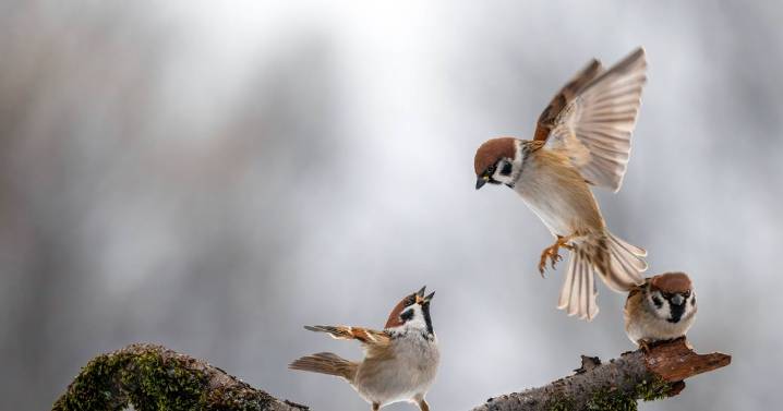 People urged to act if they see sparrows in garden