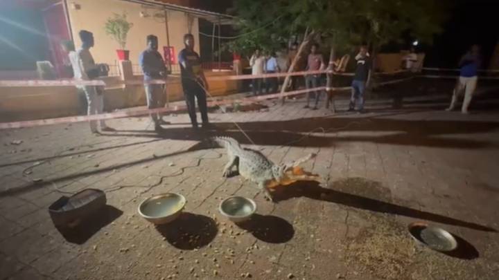 Crocodile creates panic in Vadodara’s Gajrawadi area, rescued