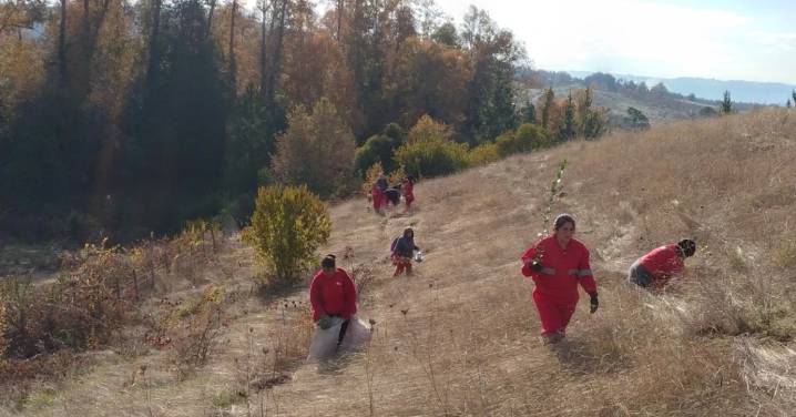 Mashué: el pueblo del sur de Chile que se secó en el 89 y que recupera su agua plantando árboles nativos