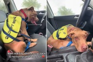 Dog’s Reaction to Going Back in the Shelter After a Day Trip Breaks Hearts