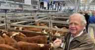 Tamworth store cattle sale sees price variations due to quality