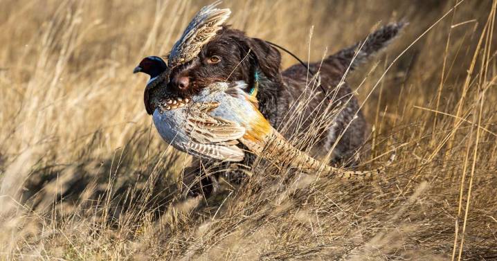 Montana FWP's 'Roosters for Recruitment' program cuts costs, adds birds