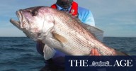 WA fishing restrictions: Snapper, dhufish plummet to ‘severe’ levels, tough decisions loom for fishers