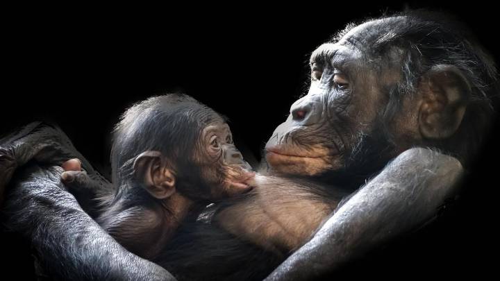 Demostrado: los simios recuerdan mentalmente a sus cuidadores, incluso si no los ven