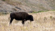 En marcha el concurso para pintar las esculturas de bisontes del Plan Turístico