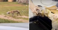 Dog Found with Jar Stuck on Her Head Finally Learns to Trust Again