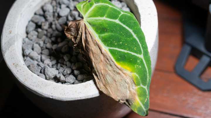 The Unique Houseplant That Doesn't Require A Ton Of Light