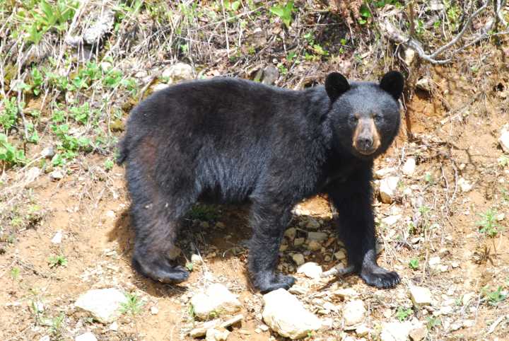 Reports of third bear attack in Arkansas aren’t accurate, Game and Fish says