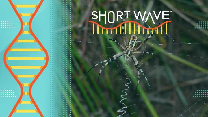 Spiders, your TV's pixels and storytelling in the brain : Short Wave : NPR