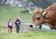 Expectación en Asturias ante cuatro nuevas granjas de vacas afectadas por Dermatosis Nodular en Cataluña