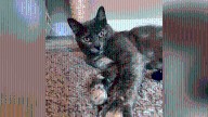 Meet Elara! News 19's Adoptable Pets of the Week