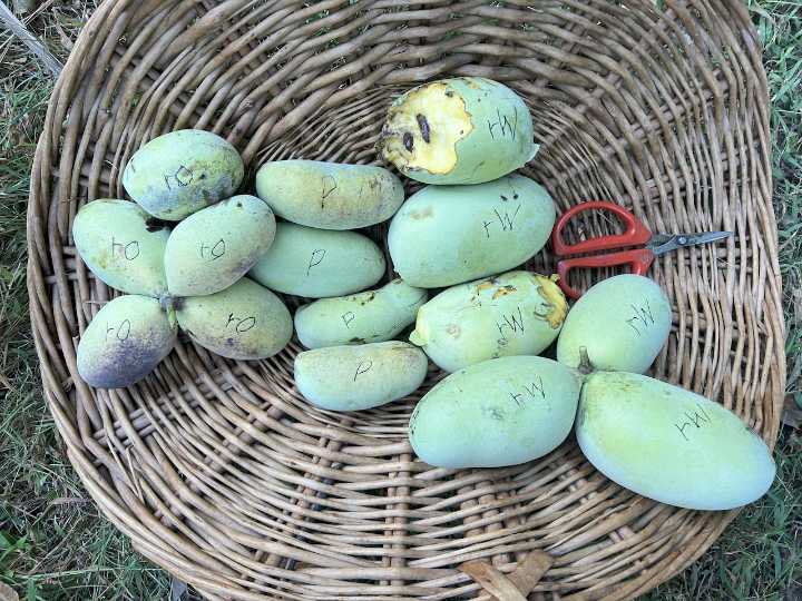 Time is ripe for a pawpaw festival in New England (The Republican Editorials)